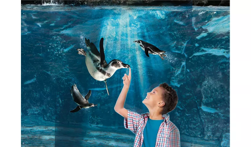 Acquario di Cattolica: Biglietto con accesso rapido