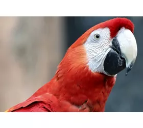 Parco Natura Viva : Open Date Ticket
