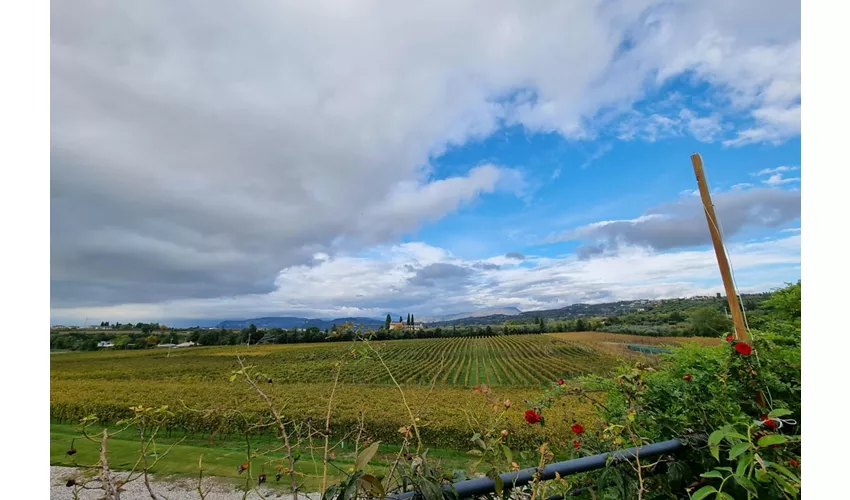 Lake Garda: Wine Tasting + Bardolino Vineyard Tour