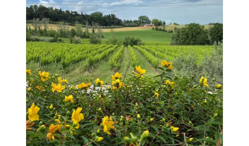 Tenuta La Viola: Guided Tour and Wine Tasting