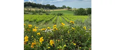 Tenuta La Viola: Guided Tour and Wine Tasting