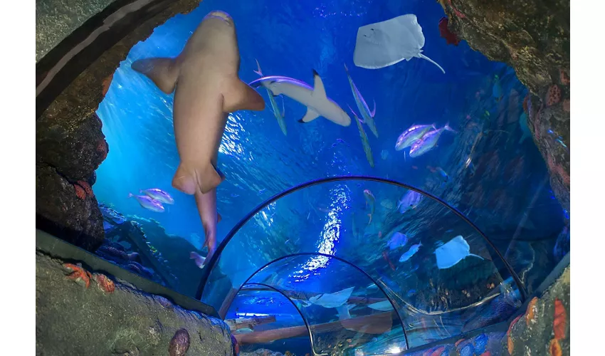 Gardaland SEA LIFE Aquarium: Entrada