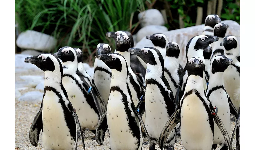 Bioparco di Roma: Biglietto d'ingresso + Panino