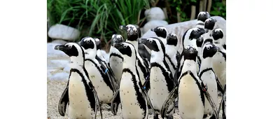 Bioparco di Roma: Biglietto d'ingresso + Panino