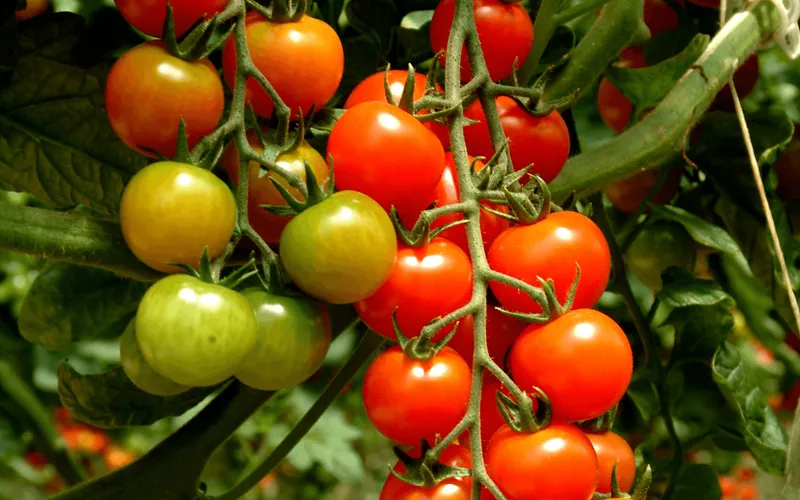 Pomodoro di Pachino IGP: l’icona della dieta mediterranea