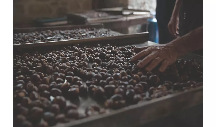 Ottobre in Friuli-Venezia Giulia profuma di castagne