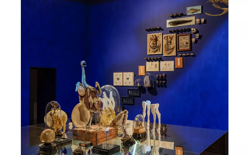 « A Cabinet of Wonders : a celebration of Art in Nature. The George Loudon Collection », VENISE