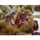 Ottobre in Friuli-Venezia Giulia profuma di castagne