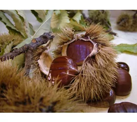 Ottobre in Friuli-Venezia Giulia profuma di castagne