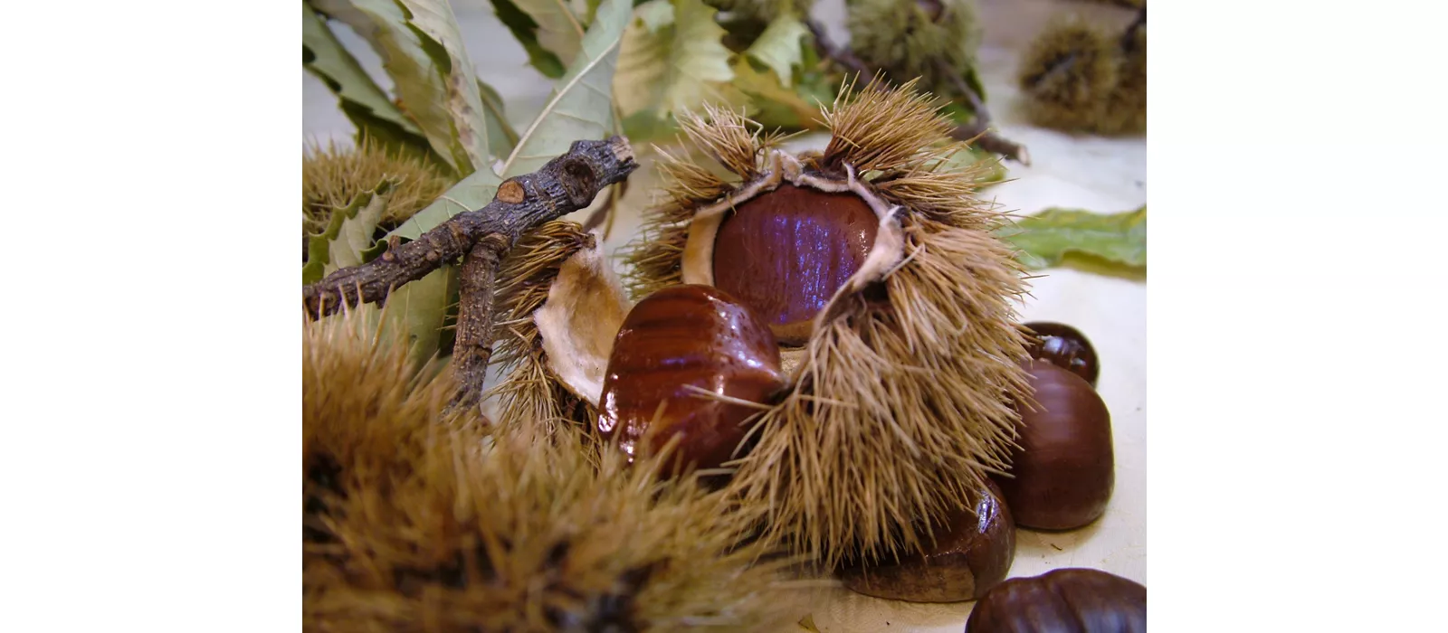 Ottobre in Friuli-Venezia Giulia profuma di castagne