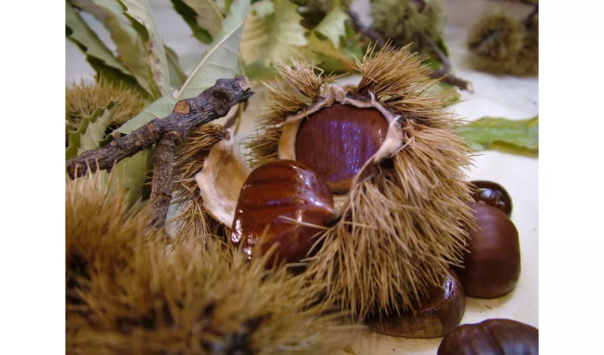 Ottobre in Friuli-Venezia Giulia profuma di castagne