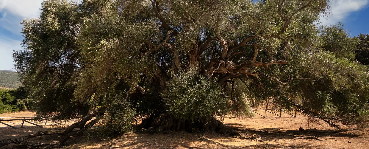 L’olivastro millenario di Luras, tra gli alberi più antichi d’Europa