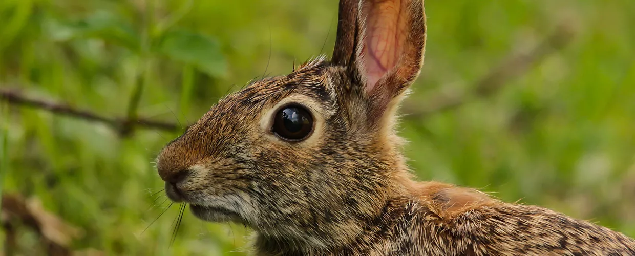 Riserva Naturale Integrale Bosco Siro Negri