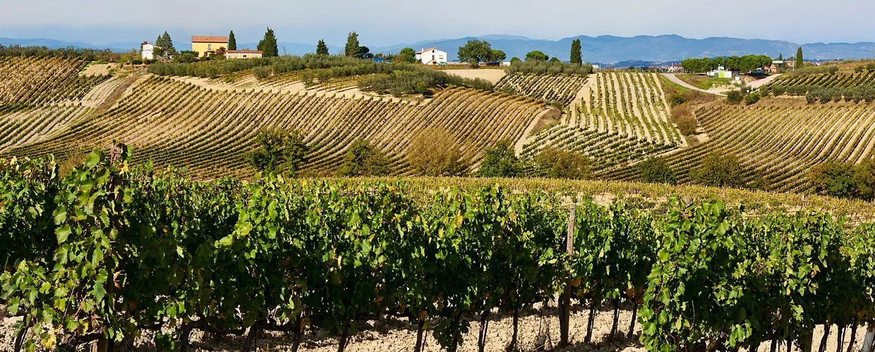 Tra le vigne di Montepulciano