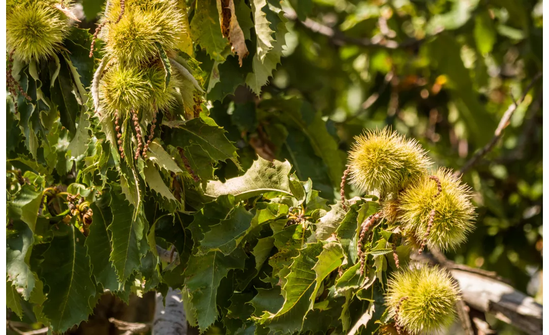 Dolce autunno siciliano 2