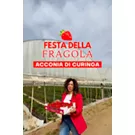 Festa della Fragola, Acconia di Curinga