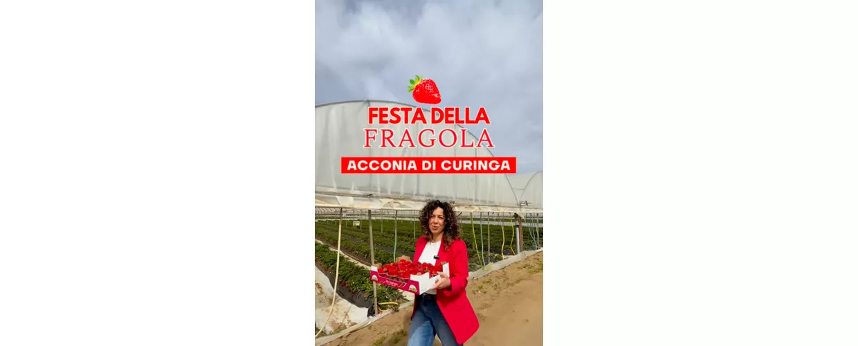Festa della Fragola, Acconia di Curinga