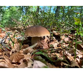 National fair of Porcino mushroom of Albareto