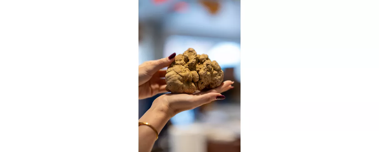 Foire Internationale de la Truffe Blanche d’Alba 