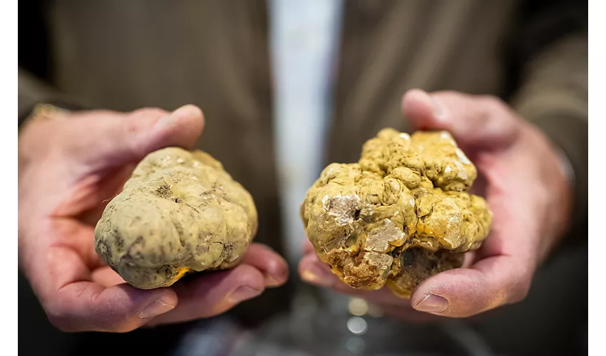 Alba’s International White Truffle Fair