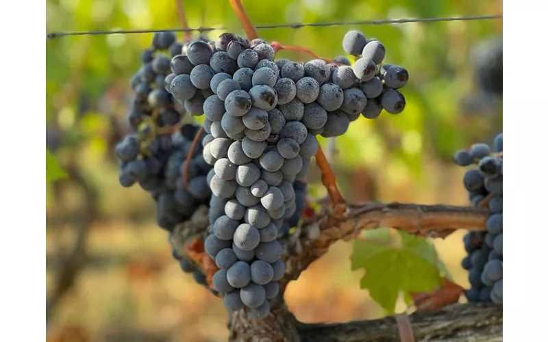 Camminare, degustare, conoscere
