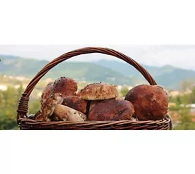 Fair of Porcino mushroom of Borgotaro