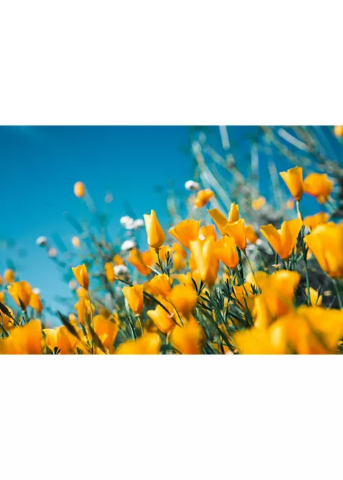 Flower-filled villages and ancient traditions: walking through local culture