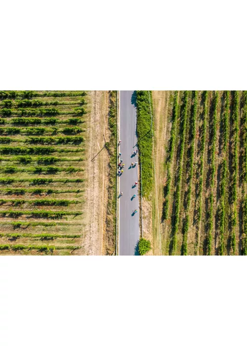 Estate tra i vigneti: trekking e degustazioni lungo la Via Francigena