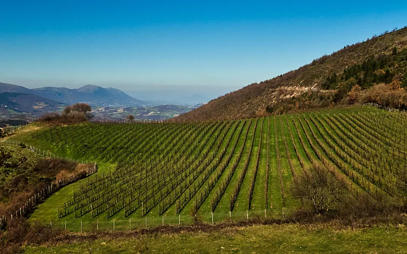 Wine, landscape and identity