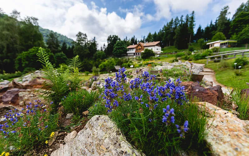 Giardino Botanico Alpino Viote del Monte Bondone, Trentino Alto Adige