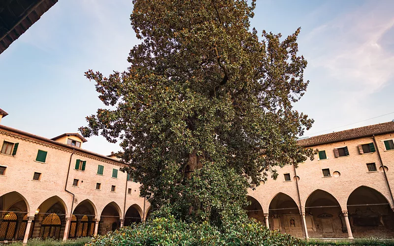 Cosa vedere all’Orto Botanico di Padova: 6 chicche da non perdere