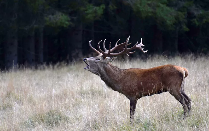 Centro visite e area faunistica del Parco Naturale Paneveggio Pale di San Martino, Trentino-Alto Adige