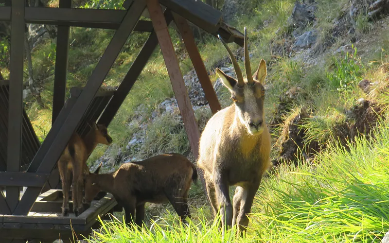 Area faunistica del Camoscio a Bolognola, Parco Nazionale dei Monti Sibillini, Marche