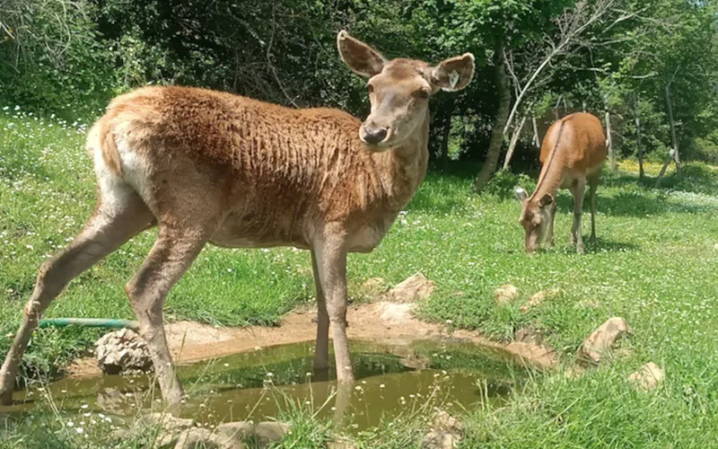 Area faunistica del Cervo, Cervara di Roma, Parco Naturale Regionale dei Monti Simbruini, Lazio