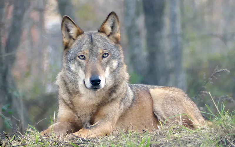 Aree faunistiche del Parco Nazionale della Maiella, Abruzzo