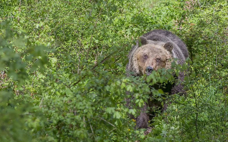 Aree faunistiche del Parco Nazionale d’Abruzzo Lazio e Molise