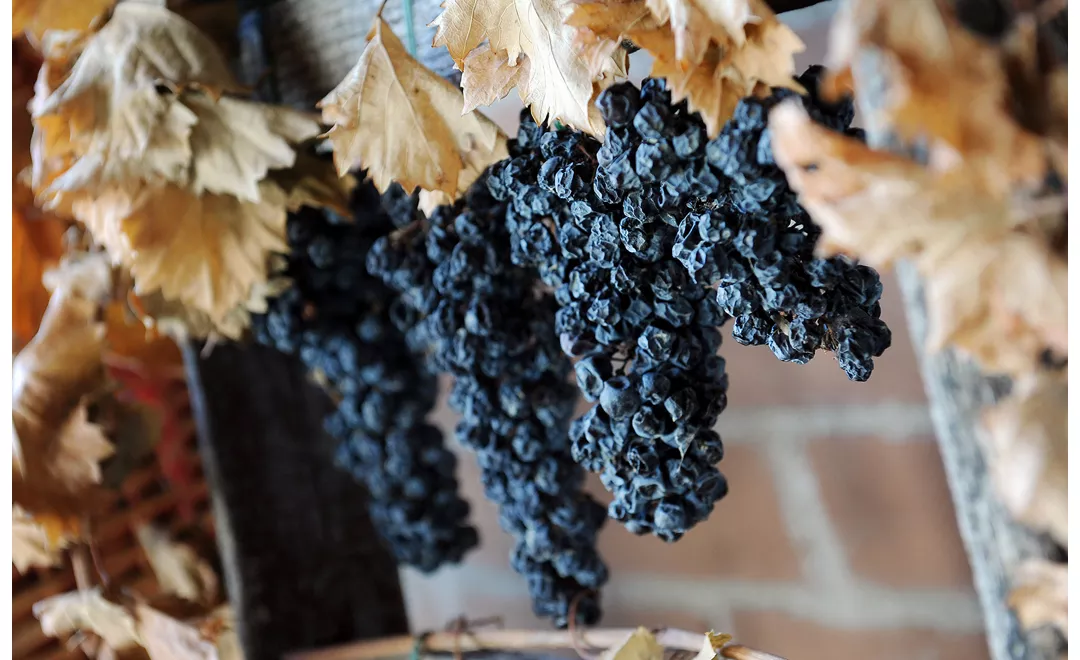 uva appassita con cui si produce il famoso vino italiano Sagrantino di Montefalco