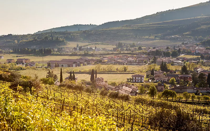 Vigneti in Valpolicella