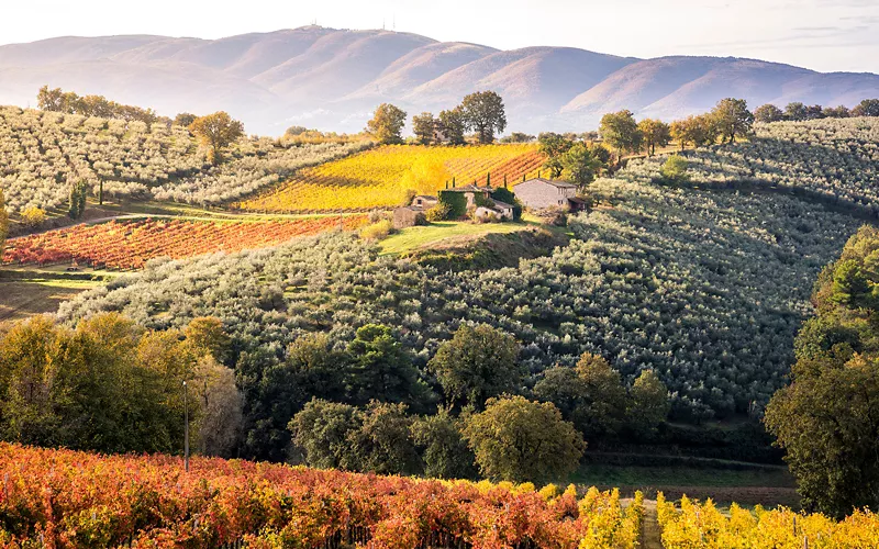 Vigneti di Sagrantino in autunno a Montefalco