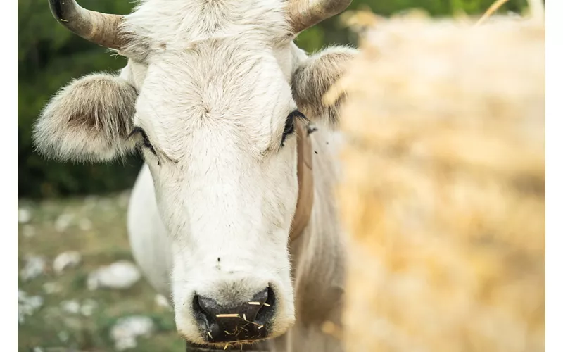 Il ruolo della gastronomia nel cammino