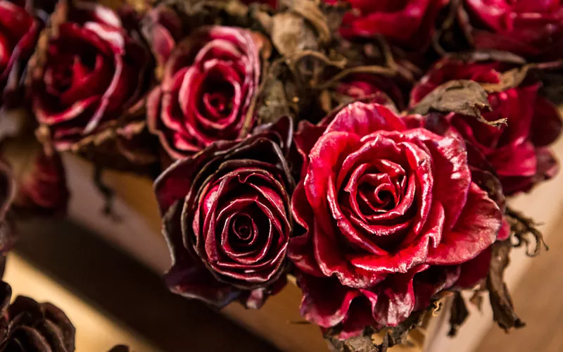 La Rosa de Gorizia