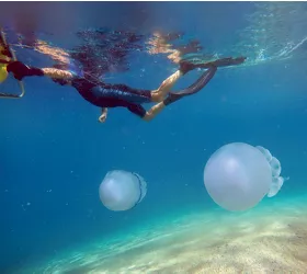 Soverato Medusa snorkeling