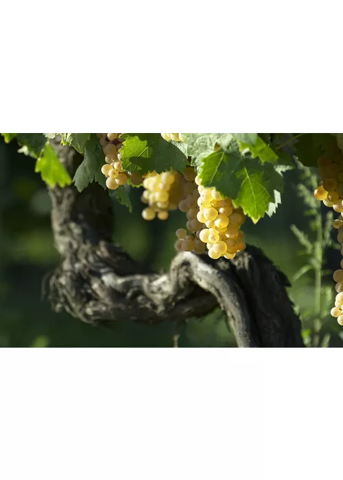 La Vernaccia di San Gimignano. Dal Duecento il vino bianco citato da Dante 