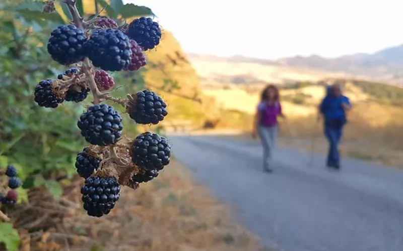 Via Francigena Normanna 3