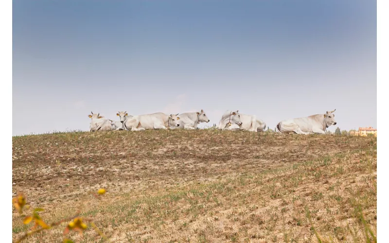 A piedi nella Val di Chiana, il granaio della Toscana