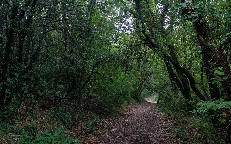 Uno dei sentieri della Lecceta di Torino di Sangro