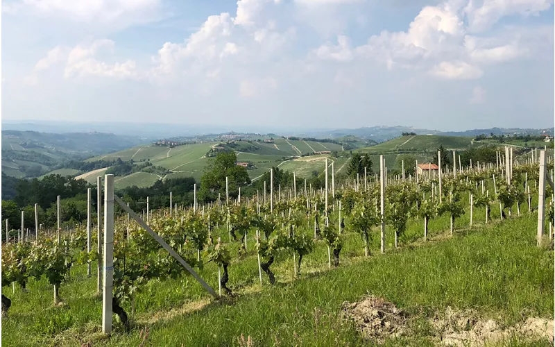 IL NEBBIOLO DEL CANAVESE 