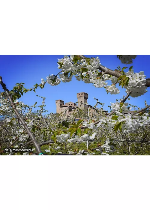 Vignola-MO-Rocca-e-fioritura-dei-ciliegi-ph.-morenaorsini-visitmodena