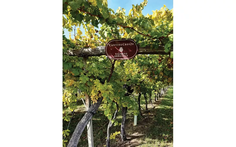 CANAVESE TERRA DA VINO 