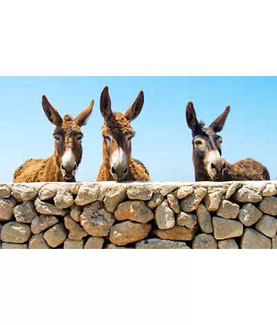 foto per visitsicily - 1 a passo d'asino - just maria